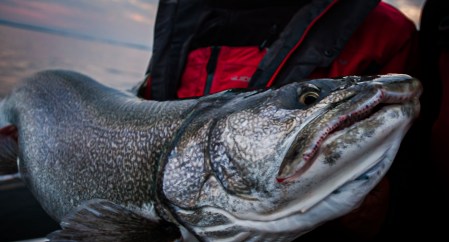 Finding Fins Show #46: Fly Fishing For Northern Pike and Lake Trout