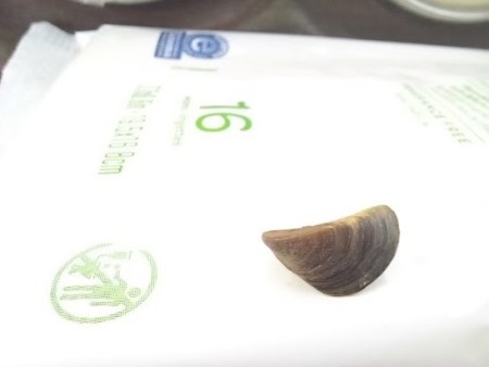 Zebra Mussels Discovered in Pactola Reservoir in South Dakota.