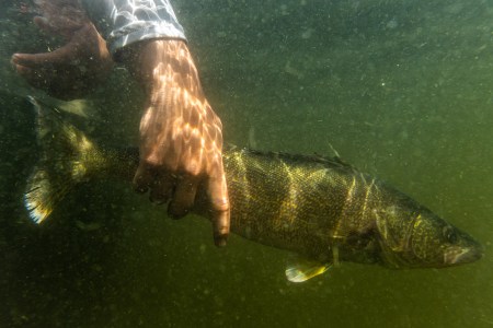 Mille Lacs Lake Walleye Limit Increases From 2 to 3 on Aug. 23