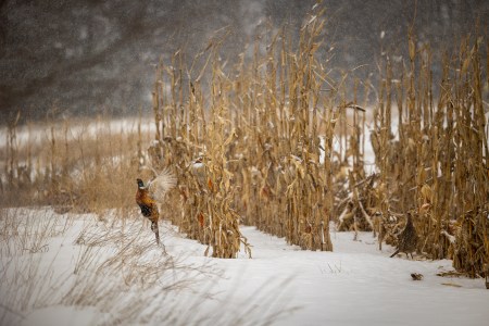 SJR | Week 539: Are Pheasants In Trouble??