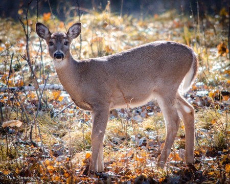 Minnesota DNR Announces 2022 Chronic Wasting Disease Management Findings