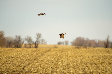 BREAKING: Manitoba Announces New Waterfowl Regulations for Non-Residents.