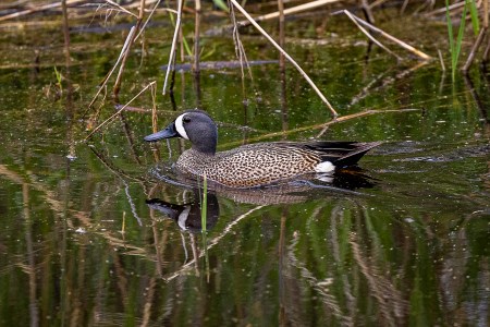 DNR reminds waterfowl hunters to watch for wild ricers during early teal season