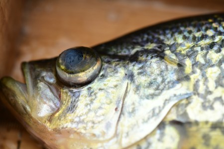 SJR | Week 563: The Truth about Barotrauma & Fishing Deep Water