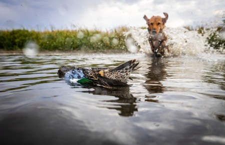 SJR | Week 569: Duck Hunting History in Minnesota