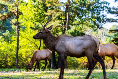 SJR | Week 567: The Latest on Elk in Minnesota