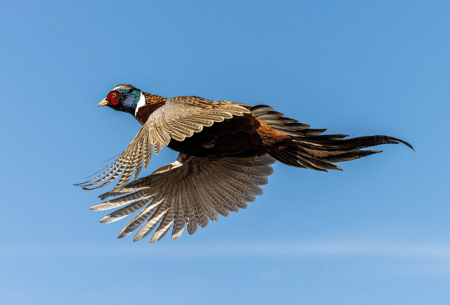 SJR | Week 579: Pheasant Season 2023 Is Here!