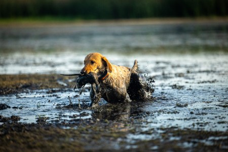 SJR | Week 583: The Commercialization of Waterfowl Hunting