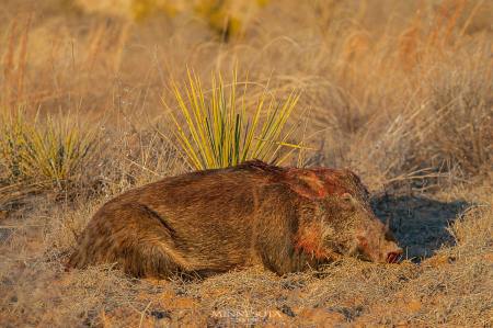 MN DNR To Host Meeting on Future Risks of Feral Pigs and Released Mink