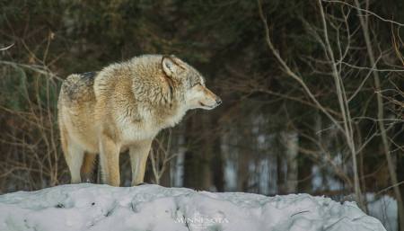 SJR | Week 587: Wolf Management, Lawsuits, and Hunting Rights