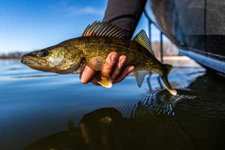 News Release: Health officials update fish consumption guidance for Mississippi River south of metro