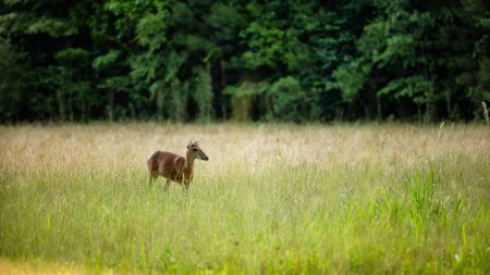MN DNR Seeking Input on 2024 Deer Populations