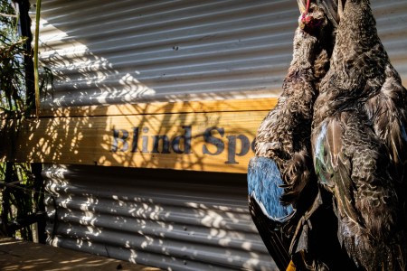 SJR | Week 625: Duck Season Frustrations