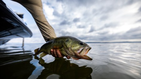 Opinion: Is Easton Fothergill using LiveScope to win a problem?