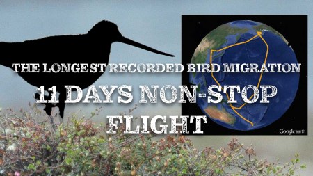 North American Waterfowl Podcast: Season 1