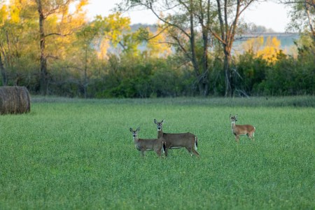 SJR | Week 634: What Hunters and Anglers Need to Know About the Minnesota Election