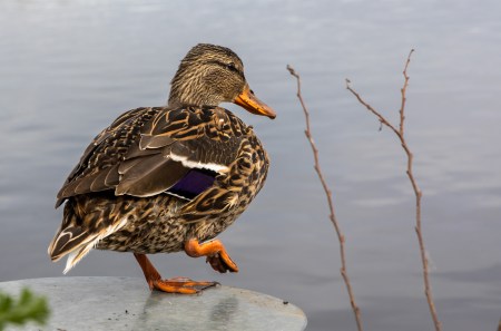 Discover Regina: Top Outdoor Activities and Attractions