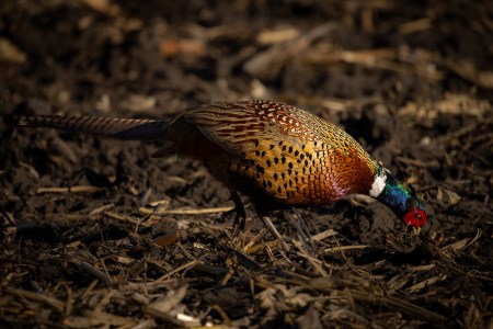 SJR | Week 639: The Future of Hunting Land and Habitat in North Dakota??