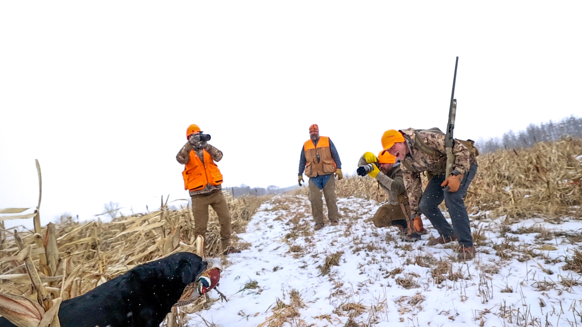 Celebrating Bird Dogs: A Hunter’s Tribute