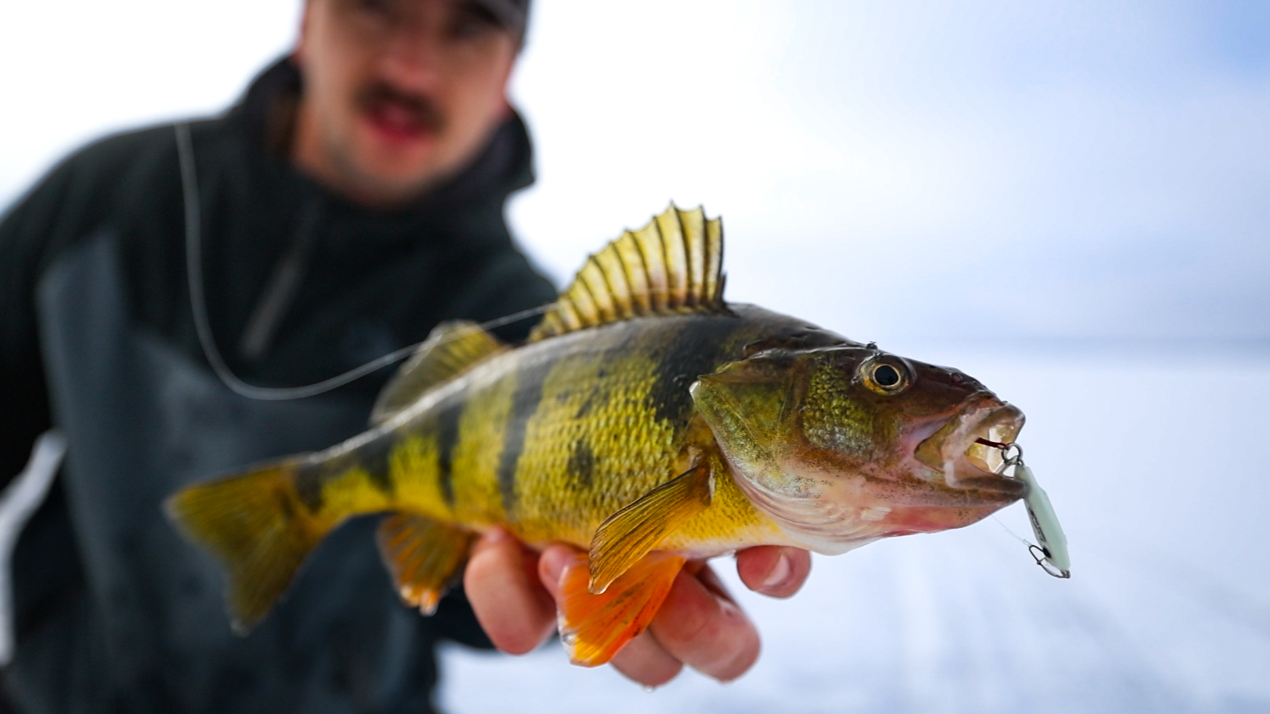 Mille Lacs Lake Yellow Perch Limit Will Change to Five