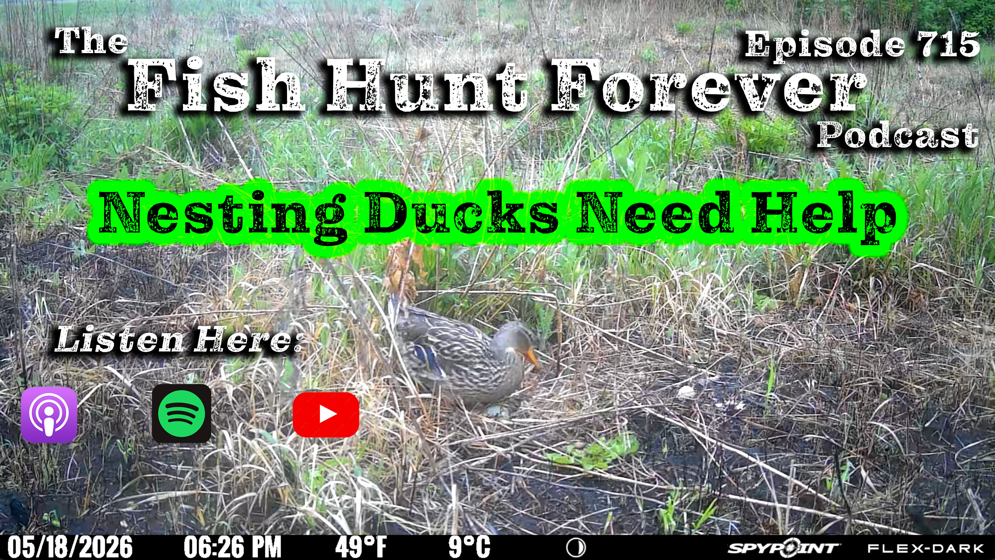 Week 715: Nesting Ducks Need Help
